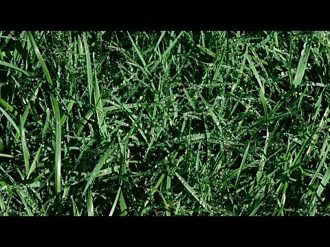 5 Landscaping Tips | Lawn & Garden Care